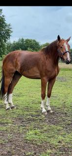 3 jarige Kwpn, Met stamboom, Ruin, Dressuurpaard, 3 tot 6 jaar
