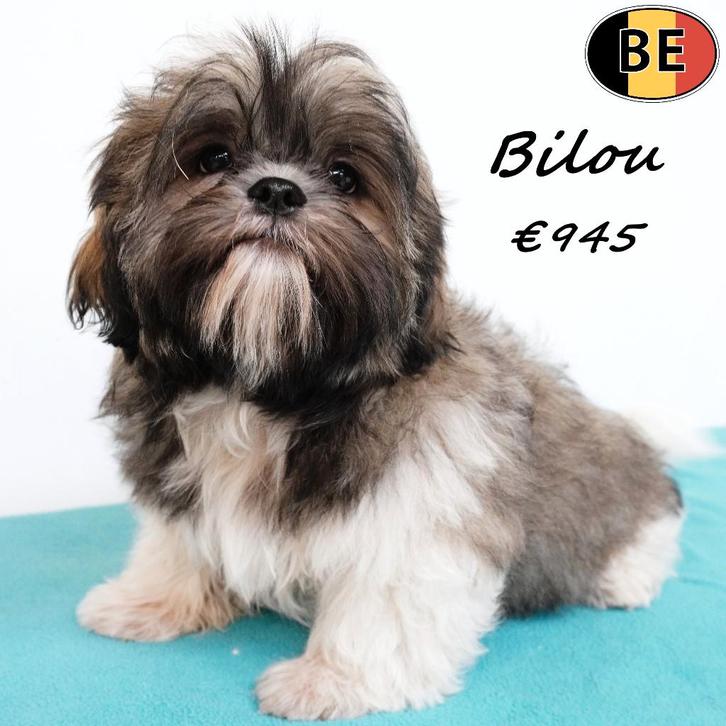 Bilou & Balou, mâles Shih Tzu à vendre (belges), Animaux & Accessoires, Chiens | Chihuahuas & Chiens de compagnie, Chien (mâle)