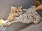 Britse korthaar, Poes, Gechipt, 0 tot 2 jaar