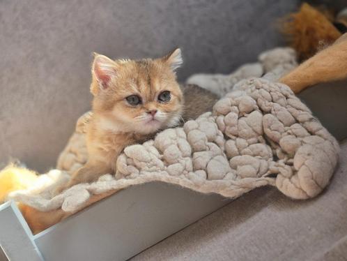 Britse korthaar, Dieren en Toebehoren, Katten en Kittens | Raskatten | Korthaar, Poes, 0 tot 2 jaar, Met stamboom, Gechipt, Ontwormd