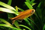 Hobbyaquarium Hasemania Nana / Koperzalmen, Dieren en Toebehoren, Vissen | Aquariumvissen, Vis, Zoetwatervis, Schoolvis