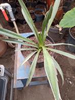 yucca torreyi, Tuin en Terras, Ophalen of Verzenden