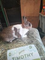 Zeer tam vrouwelijk dwergkonijntje, Dieren en Toebehoren, Konijnen, Vrouwelijk, Dwerg, 0 tot 2 jaar