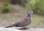 Kleine parelhalstortel koppel, Dieren en Toebehoren, Vogels | Duiven