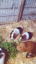 2 cavia zeugjes, Dieren en Toebehoren, Januari, Vrouwelijk, Cavia