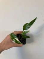 Epipremnum pinnatum variegata, Ophalen