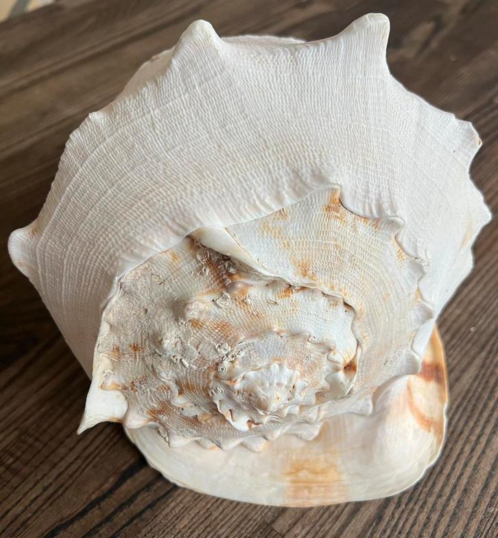 Grote kaurischelp, Verzamelen, Mineralen en Fossielen, Schelp(en), Ophalen of Verzenden