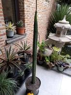 grote cactus, Ophalen