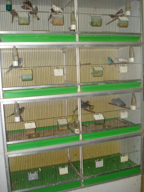 A vendre éleveuse pour canaris, Animaux & Accessoires, Oiseaux | Cages & Volières, Utilisé, Cage d'élevage, Autres matériaux, Enlèvement