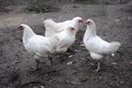 Witte australorp kippen, Dieren en Toebehoren, Pluimvee, Meerdere dieren, Kip