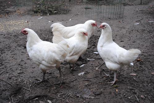 Witte australorp kippen, Dieren en Toebehoren, Pluimvee, Kip, Meerdere dieren