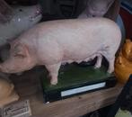 Antiek beeld varken., Antiek en Kunst, Ophalen