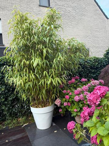 Grote Bamboe in originele witte Elho pot 90cm diameter, Enlèvement