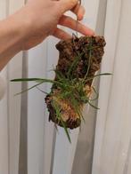 Miniatuur Orchidee Gomesa radicans op hout, Huis en Inrichting, Ophalen of Verzenden