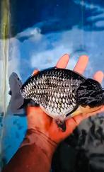 1 x Limited Edition Lionchu platinum 16 CM Male, Dieren en Toebehoren, Goudvis(sen)