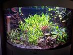 Zoetwateraquarium Juwel Trigon 190, Dieren en Toebehoren, Vissen | Aquaria en Toebehoren, Ophalen, Gebruikt, Gevuld zoetwateraquarium