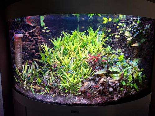 Zoetwateraquarium Juwel Trigon 190, Dieren en Toebehoren, Vissen | Aquaria en Toebehoren, Gebruikt, Gevuld zoetwateraquarium, Ophalen