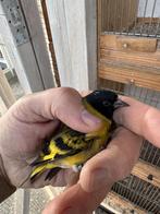 Koppel zwartkopsijzen, Dieren en Toebehoren, Vogels | Overige Vogels, Wildzangvogel, Geringd