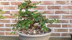 Bonsai cotoneaster, Jardin & Terrasse, Enlèvement