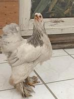 Poulets à vendre !, Plusieurs animaux, Poule ou poulet