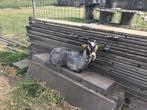 Dwerg geitje blauwgrijs schimmel black en tan, Dieren en Toebehoren, Vrouwelijk, Geit, 0 tot 2 jaar