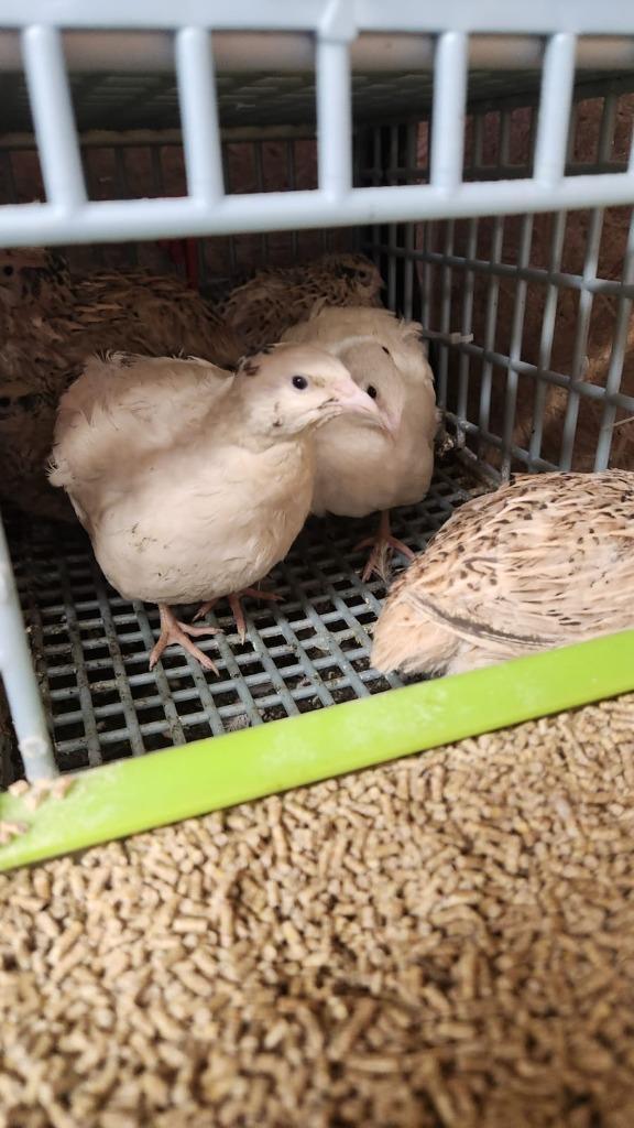 caille jumbo, Dieren en Toebehoren, Overige Dieren-accessoires, Nieuw, Ophalen