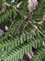 Wandelende tak Andropromachus scutatus, Wandelende tak