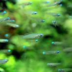 Hobbyaquarium Afrikaans blauwoogje / lichtoogje, Vis, Zoetwatervis, Schoolvis