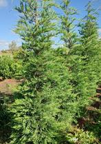 conifeer - cupressocyparis 'Leylandii', Tuin en Terras, Ophalen, Conifeer, Haag, 250 cm of meer