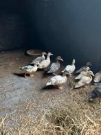 Hallandse kwakkers te koop, Dieren en Toebehoren, Pluimvee, Meerdere dieren, Eend