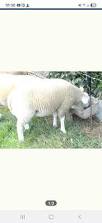 Schaap, Dieren en Toebehoren, Schaap