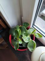Krokodillen tranen Peperomia obtusifolia, Ophalen, Vetplant, Minder dan 100 cm