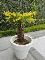 palmboom, Tuin en Terras, Planten | Tuinplanten, Halfschaduw, Vaste plant, Overige soorten, Ophalen