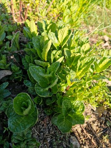 marokkaanse munt, Tuin en Terras, Ophalen