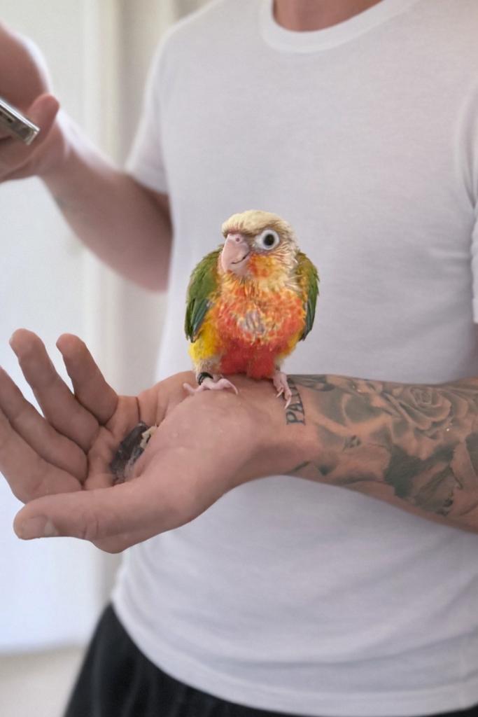 Handtamme Pyrrhura baby’s, Dieren en Toebehoren, Vogels | Parkieten en Papegaaien, Parkiet, Geslacht onbekend, Tam, Geringd