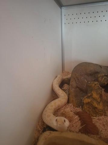 haakneus heterodon nasicus beschikbaar voor biedingen