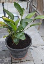 Strelitzia reginae paradijsvogelbloem, Enlèvement