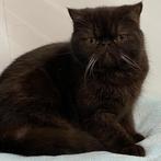 Exotic Shorthair (chocolat) kitten te koop, Dieren en Toebehoren, Kater, Gechipt, 0 tot 2 jaar