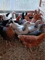 14 races différentes/distributeur agréé de volailles, Animaux & Accessoires, Volatiles, Femelle, Poule ou poulet