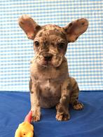 Super leuke Franse Bulldog pup!, Dieren en Toebehoren, 15 weken tot 1 jaar, Reu, Buitenland, CDV (hondenziekte)