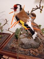 Gezocht overleden breedbekken kitta's voor taxidermie