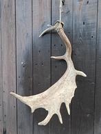 Damhert geweistang. 60cm. Hert landelijk decoratief, Enlèvement ou Envoi, Comme neuf, Cerf, Bois ou Tête