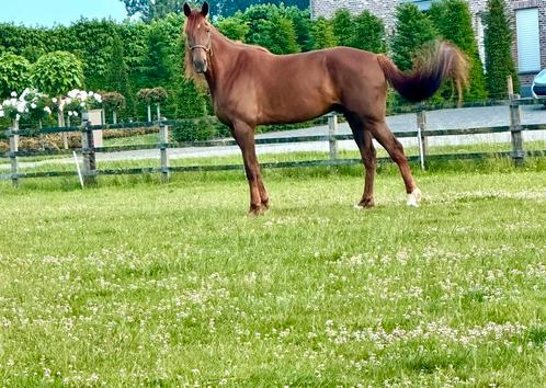 Grote vosse dravers ruin te koop, Dieren en Toebehoren, Paarden, Ruin, Zadelmak, 170 tot 175 cm, 7 tot 10 jaar