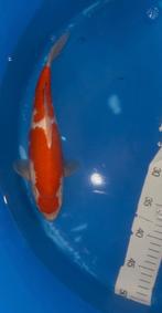 Kohaku 35cm, Dieren en Toebehoren, Karper of Koi