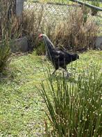Kuikens, Dieren en Toebehoren, Kip