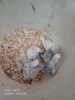 perruches ondulées pour eam, Perruche, Domestique