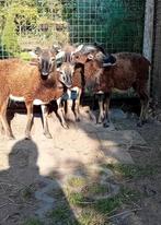 Soay schaapen  3 ooien 1 ram te koop, Meerdere dieren, Schaap, 0 tot 2 jaar