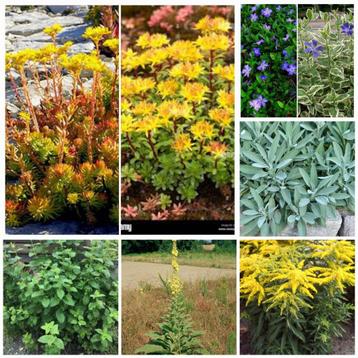 Plantes vivaces de jardin en pot, Enlèvement, Plante fixe