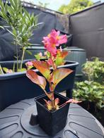Tuinbegonia gemengd in trays naar keuze. Koopje!, Tuin en Terras, Planten | Tuinplanten, Ophalen, Halfschaduw