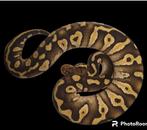 Ball python chocolate mojave het albino, Animaux & Accessoires, Reptiles & Amphibiens